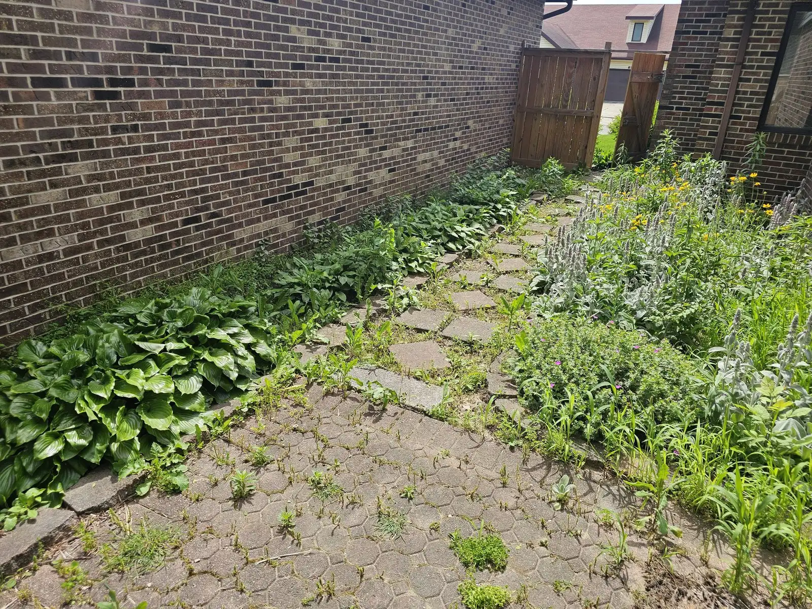 Before: brick side yard, muncie, overgrown