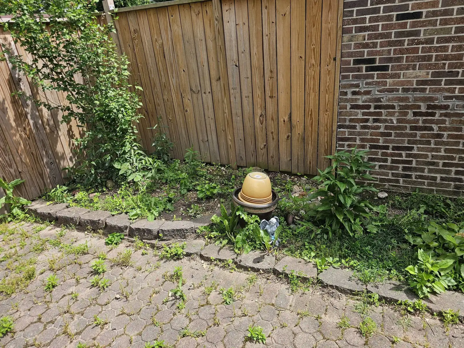 Before: fence corner bed, overgrown
